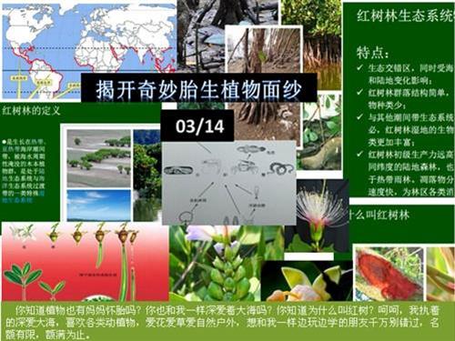 20150314彩虹花益小书房布吉站第37期“植树节走进红树林揭开奇妙的胎生植物面纱”