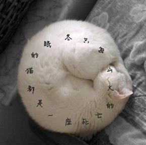 coffeecat